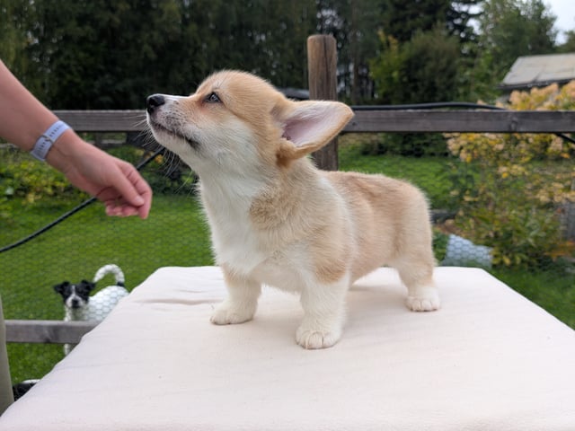 Welsh corgi pembroke