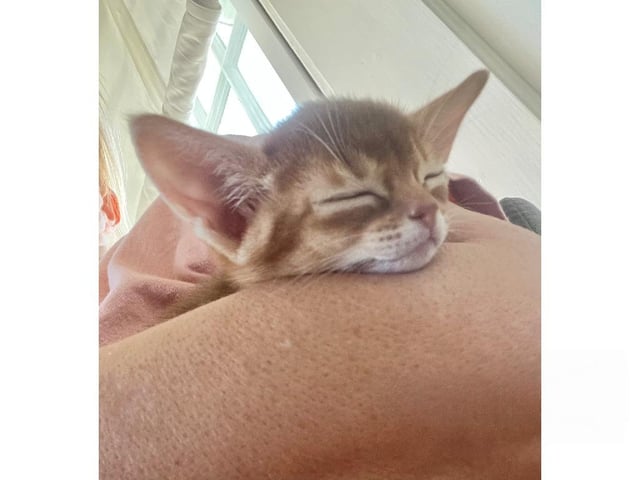 Abyssinier