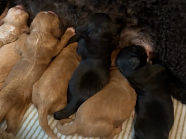 Cockapoo · Fornebu · Kaja F.