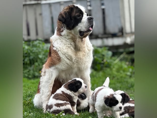 Sanktbernhardshund