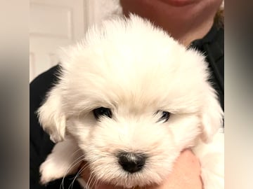 White Forest Kennel
