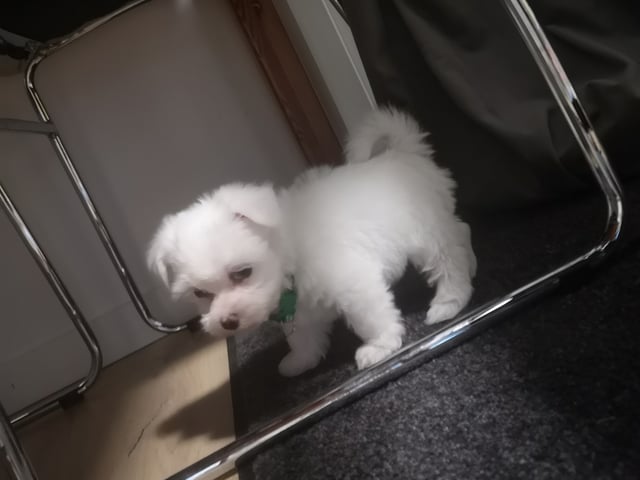Malteser