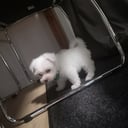 Malteser