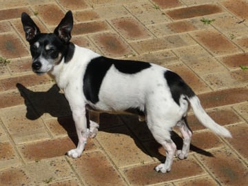 Tenterfield terrier