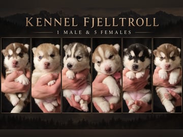 Siberian Husky · Rennebu · Fjelltroll