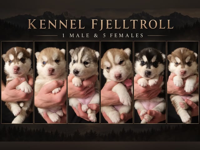 Siberian Husky · Rennebu · Fjelltroll