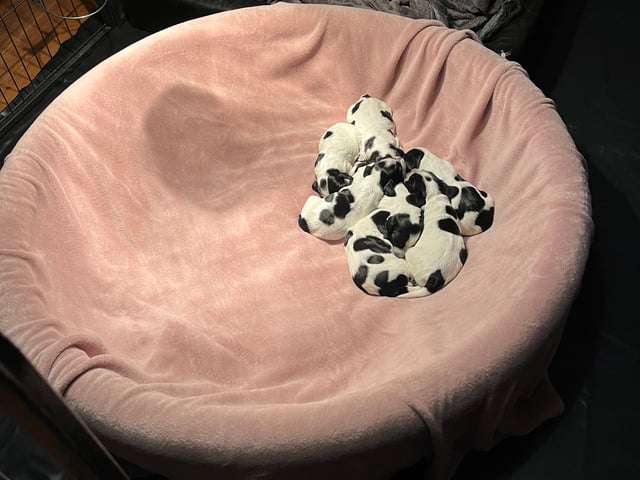 Cocker spaniel