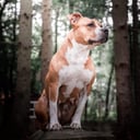 American staffordshire terrier