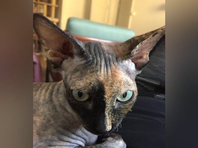 Sphynx