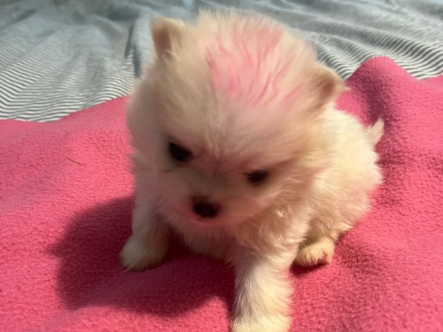 Puppy: Bibbi
