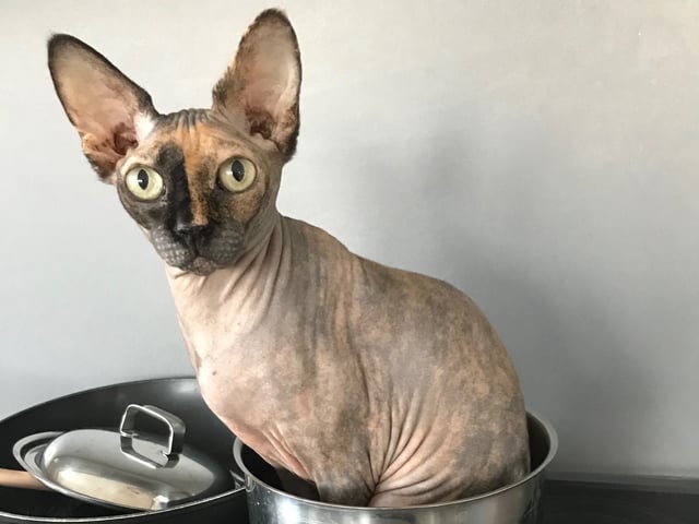 Sphynx