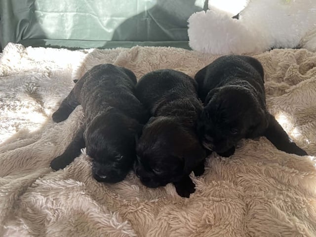 Fransk bulldog & puddel hvalpe. Uden bog