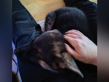 Schäferhund · Linköping · Kevin S.