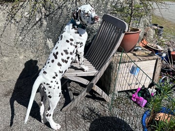 Kennel Shospot