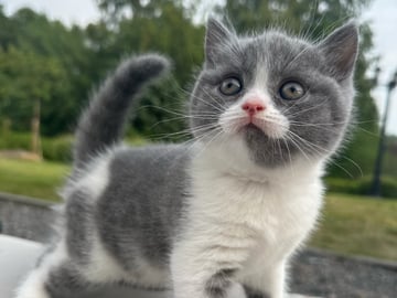 SE*Royal Whiskers
