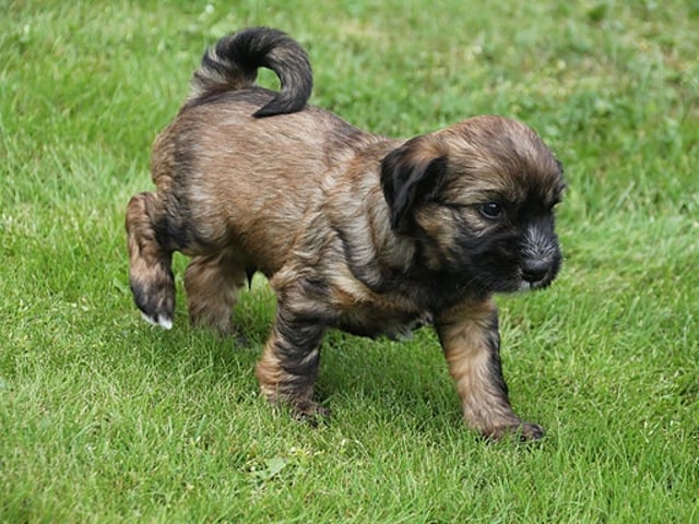 Tibetansk terrier