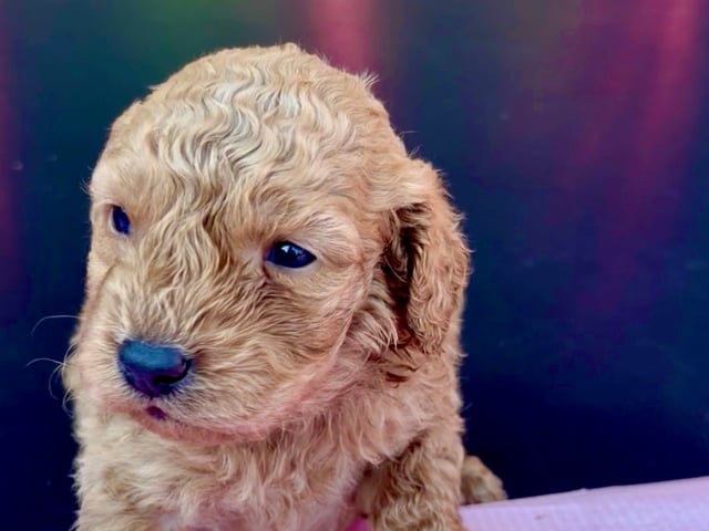 Labradoodle