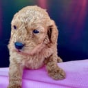 Labradoodle