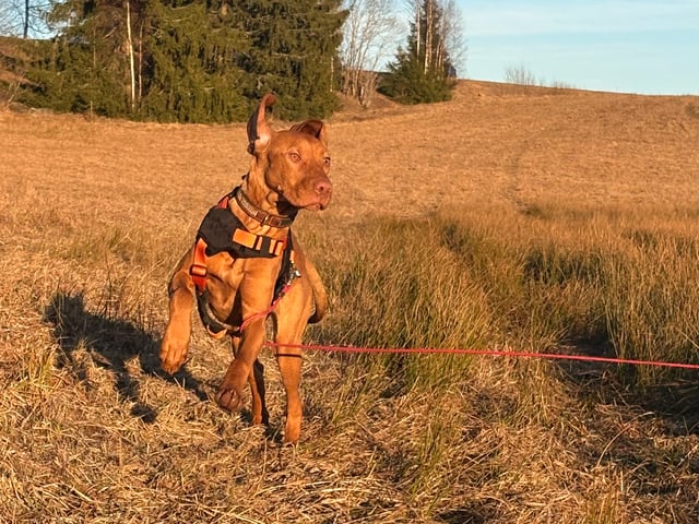 Ungarsk vizsla