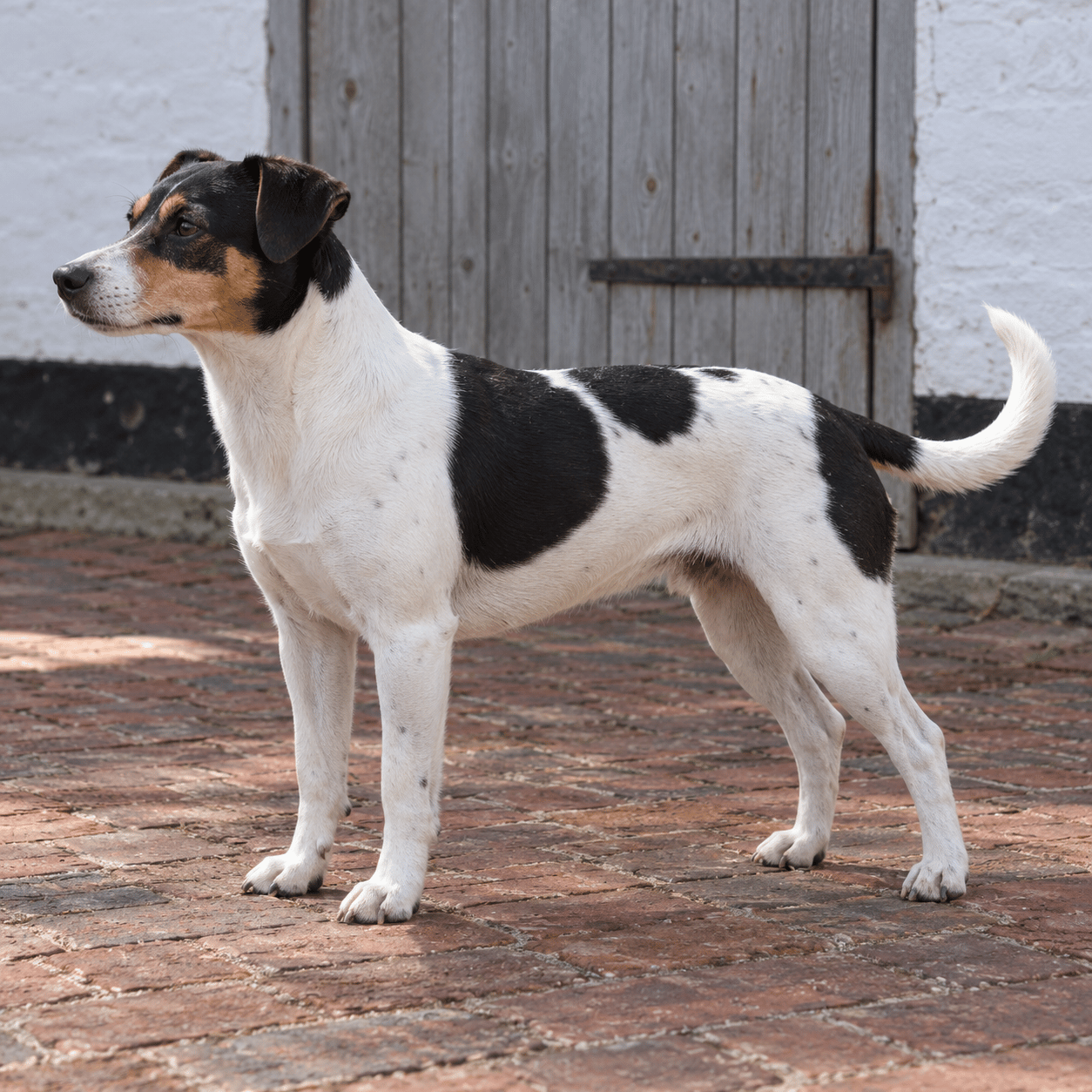 Dansk-svensk gårdshund
