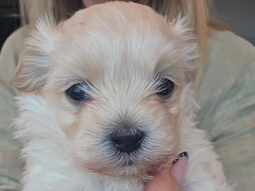 50%russisk bolonka 50%chihuahua/shi · Åros · Privat