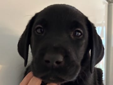 Mitzys retrivers