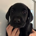 Labrador retriever