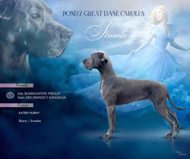 Pond'z G. Dane