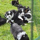 Miniature american shepherd