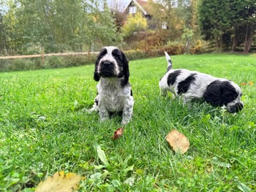 Cocker spaniel · Nordby · Norsewyn