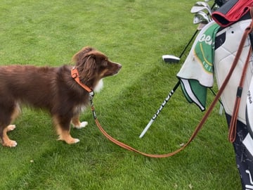 Miniature American Shepherd · Hägersten · Gabriel L.