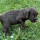 Cocker spaniel