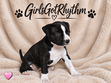 American Staffordshire Terrier · Härryda · Beatrice Svensson