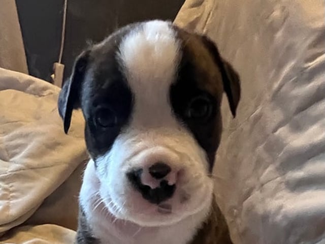 Hundvalp