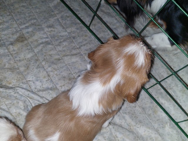 Cavalier king charles spaniel