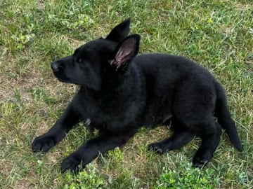 Kennel Snibor Anzi