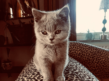 Crazy catlady