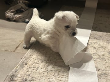 West Highland White Terrier · Perstorp · Charlotta Wendt