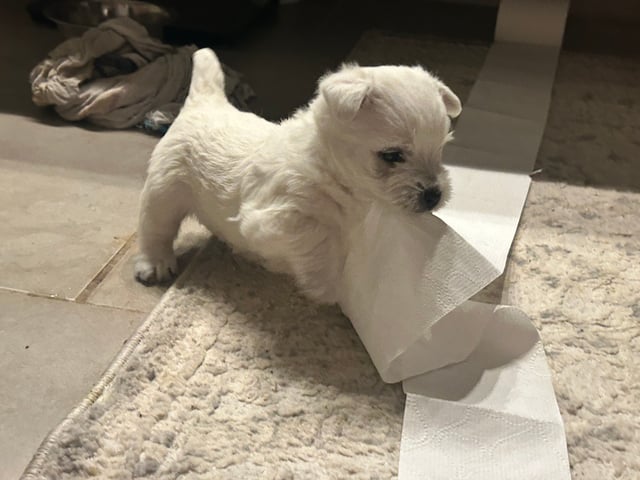 West Highland White Terrier · Perstorp · Charlotta Wendt