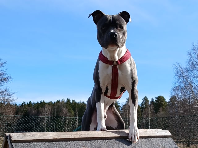 American staffordshire terrier