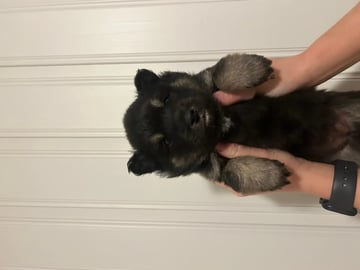 Finnish Lapphund · Tynset · Josefine Rotvik Vold