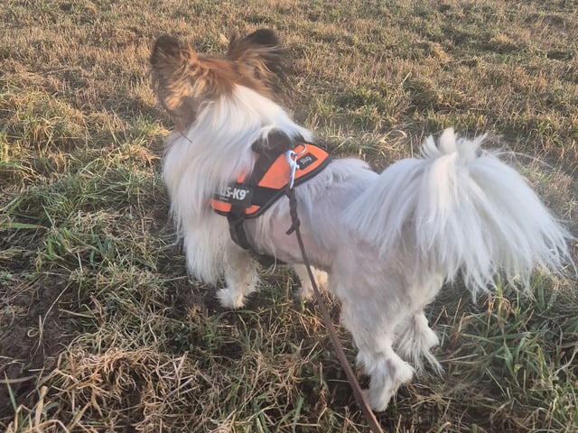 Papillon
