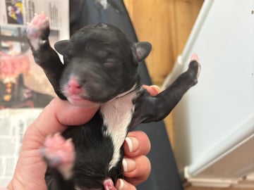 Lundatorpet