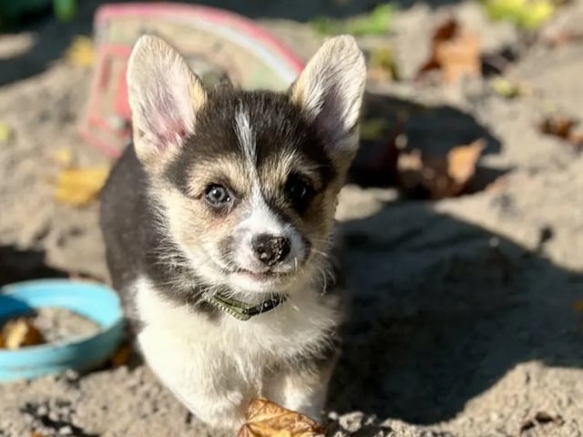 Welsh corgi pembroke