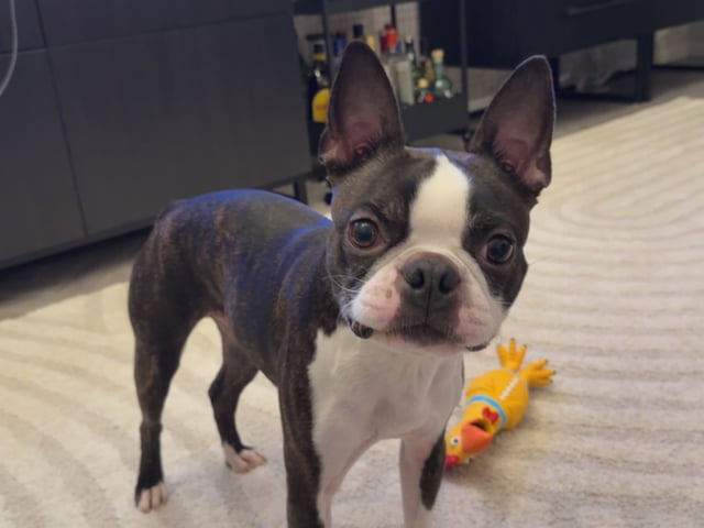 Boston terrier