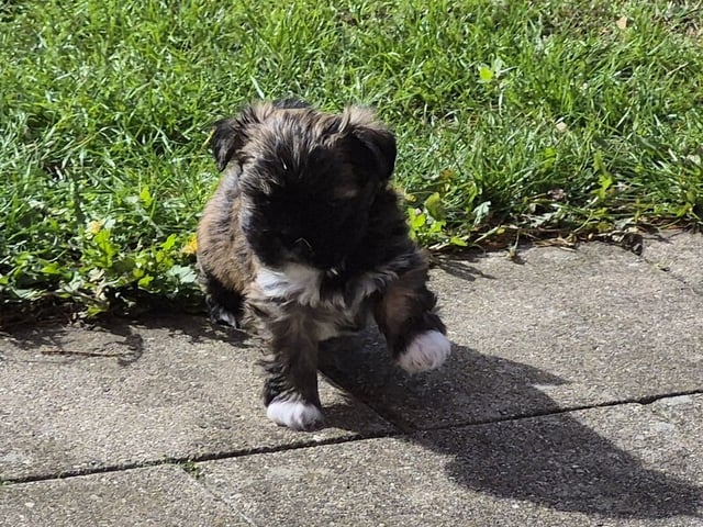 Lhasa apso