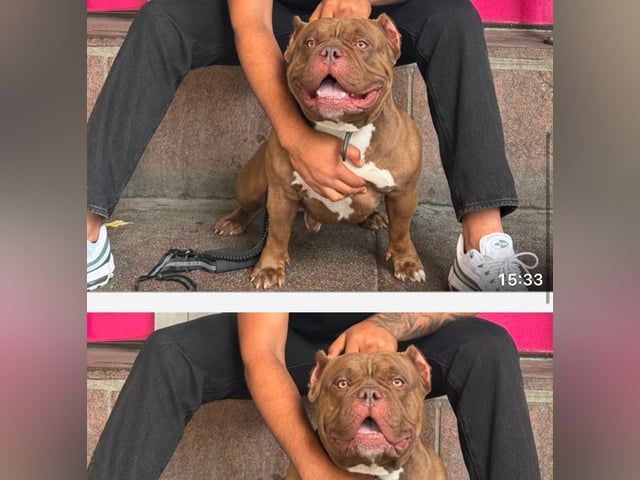 American bully · Lindesberg · Rekaot H.