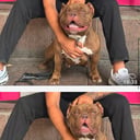 American bully