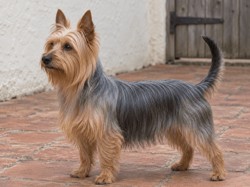 Silky terrier