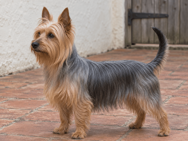 Silky terrier